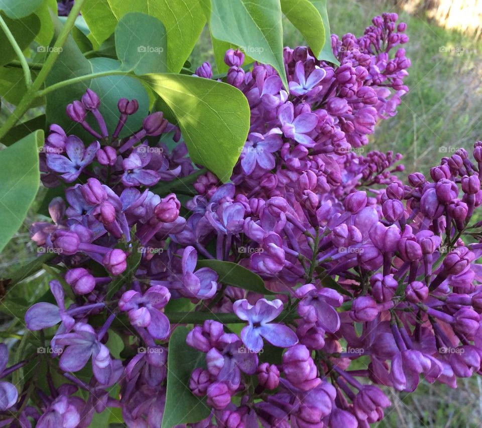 Purple lilac