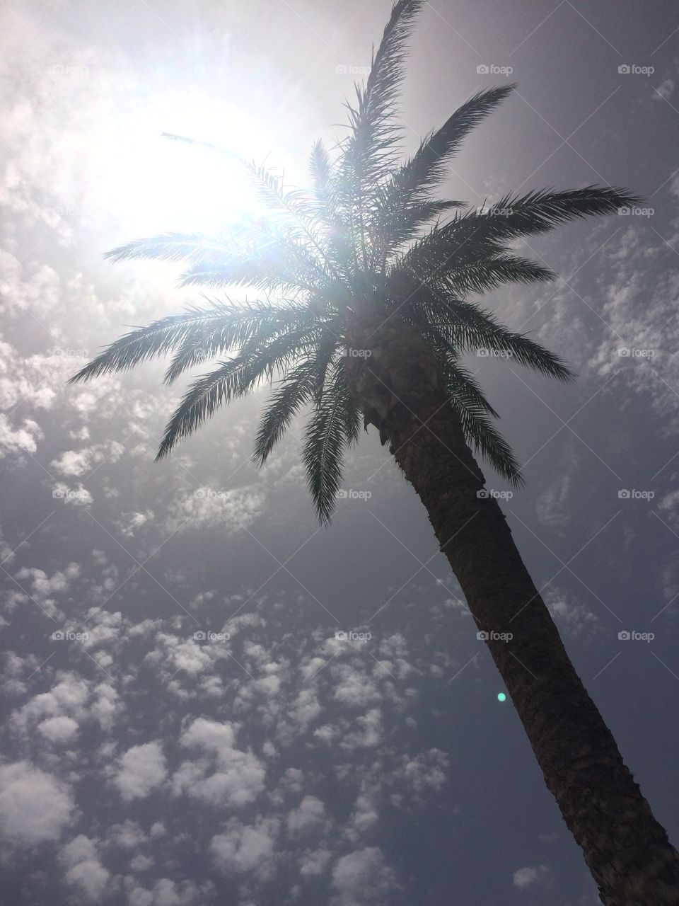 Palm Tree in Summer. Taken on an iPhone 5s
