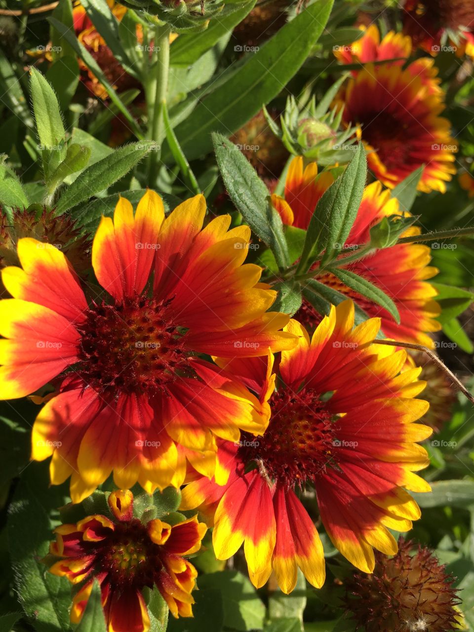 Beautiful orange and yellow flowers 