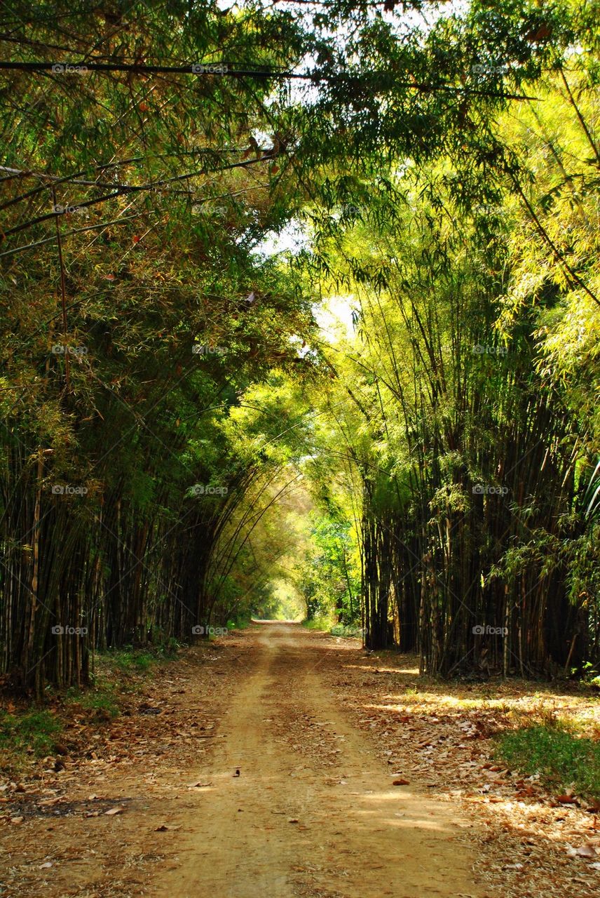 Bamboo forest