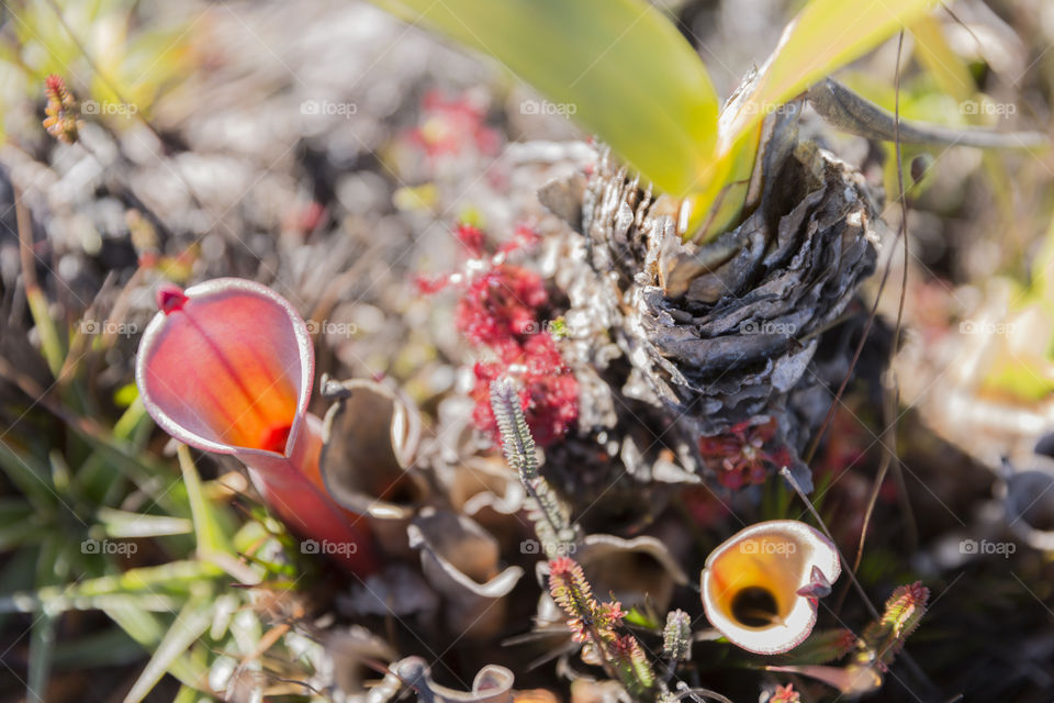 Carnivorous Pitcher Plant, Heliamphora Nutans, Mount Roraima in Canaima National Park in Venezuela.