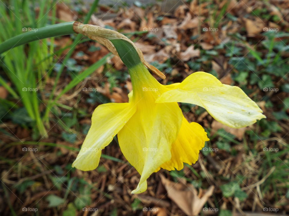 Daffodils