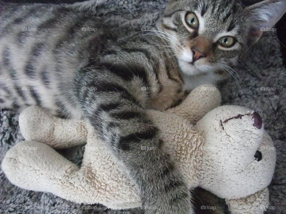 One of our three cats Leo cuddling a Mr Teddy. 
Leohad a rough start living outdoors and not being cared for. We have adopted all cats and they are adorable both to people and to each other. 😻😻😻😻😻