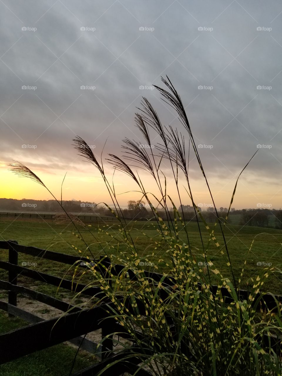 Landscape, Grass, Sky, Field, Nature