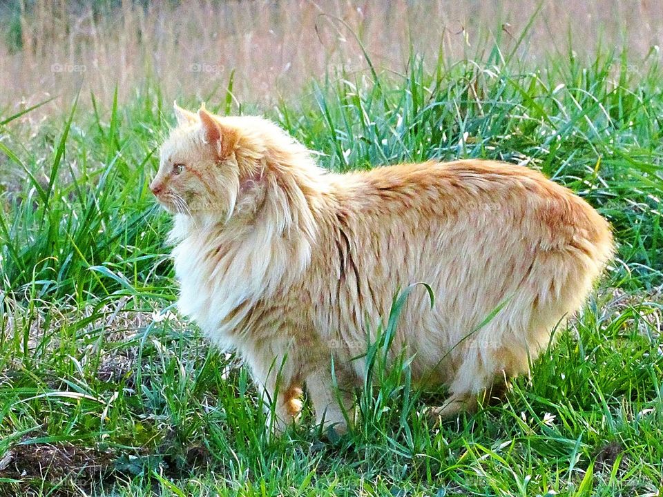 orange tabby American bobtail manx cat in green grass