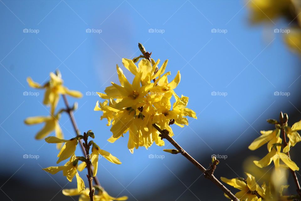 Yellow spring flowers