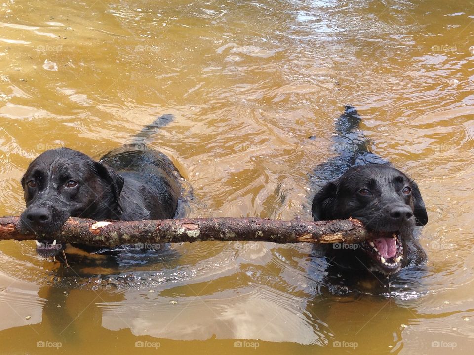 Two black lab brothers swim and retrieve sticks together. 