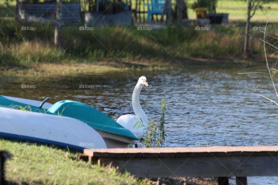 Mute swan in water