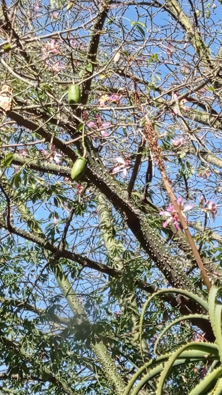 Silk Floss Tree pods / semilla Palo Borracho