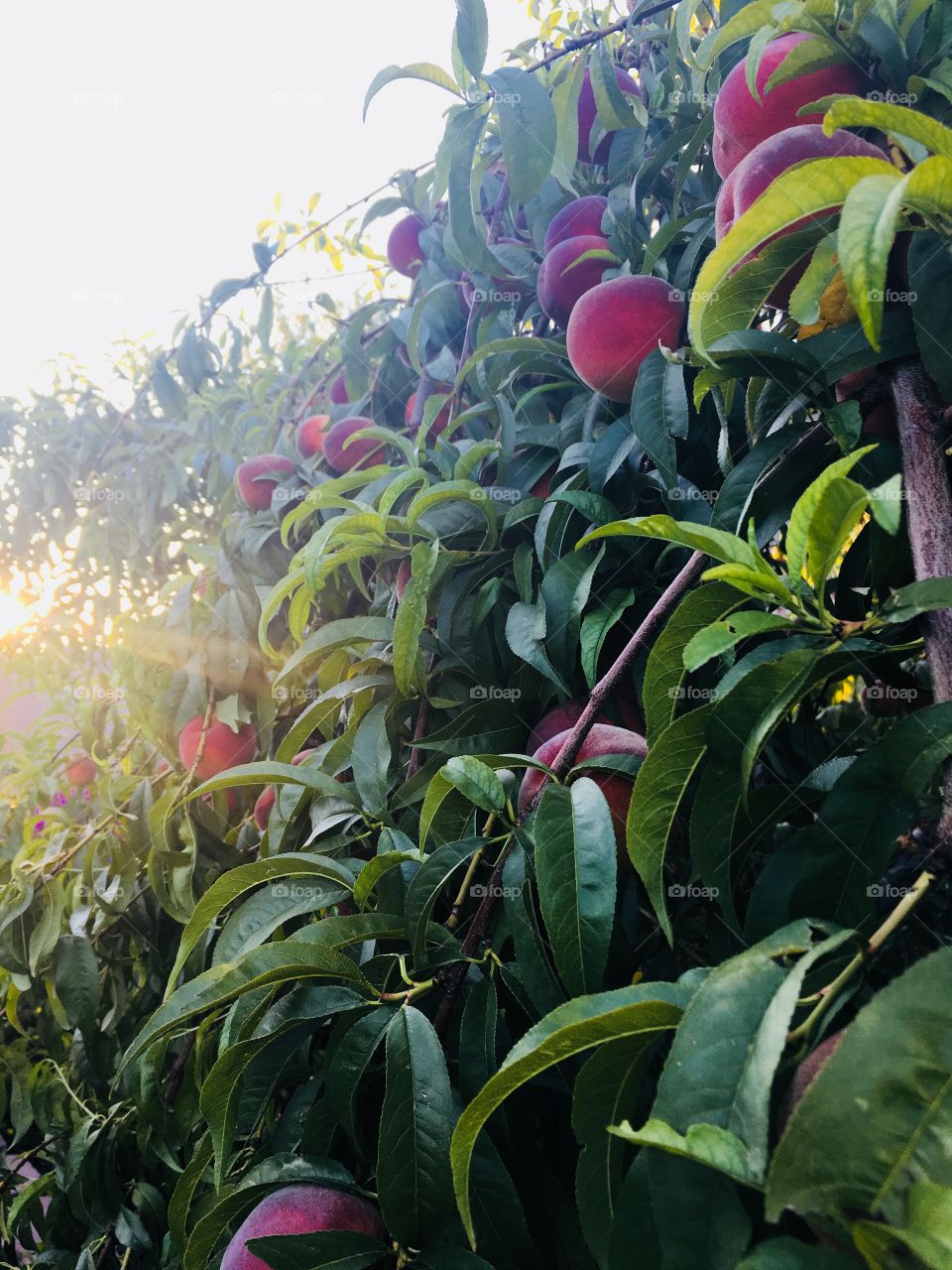 Peach tree