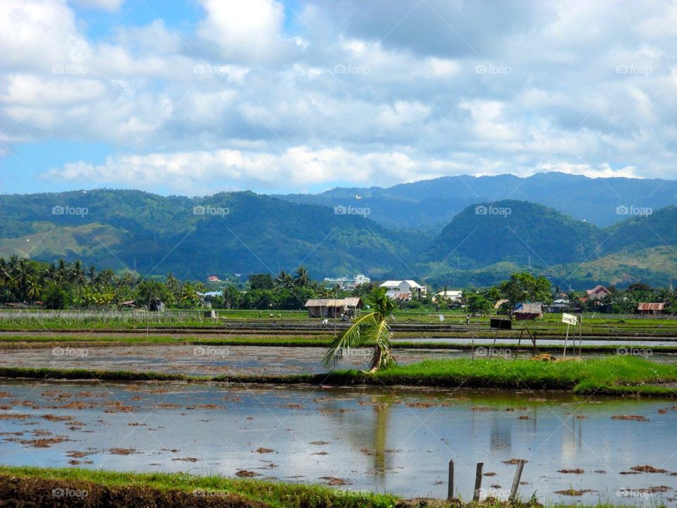 Zamboanga City Rice and Mountains