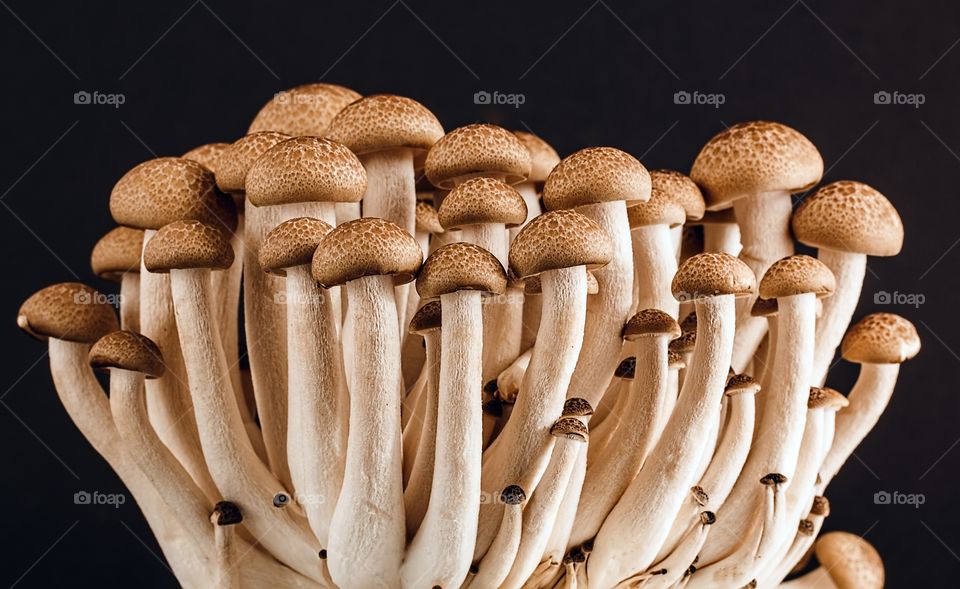 mushroom