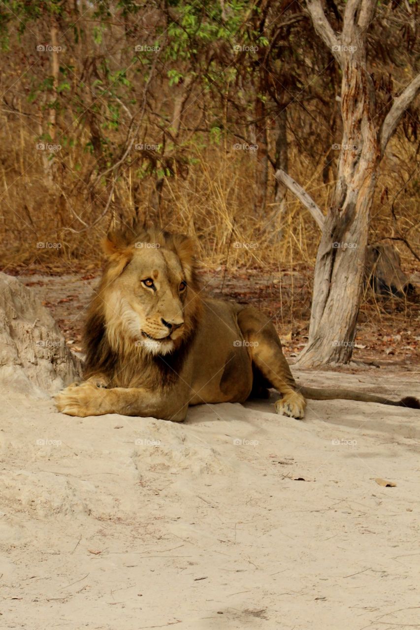 Lion resting 