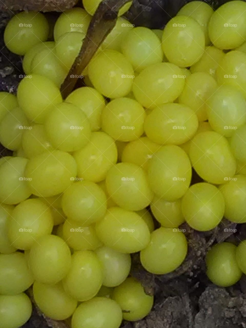 The snail found everywhere is donating life in the environment. These snail eggs are giving wonderful views.