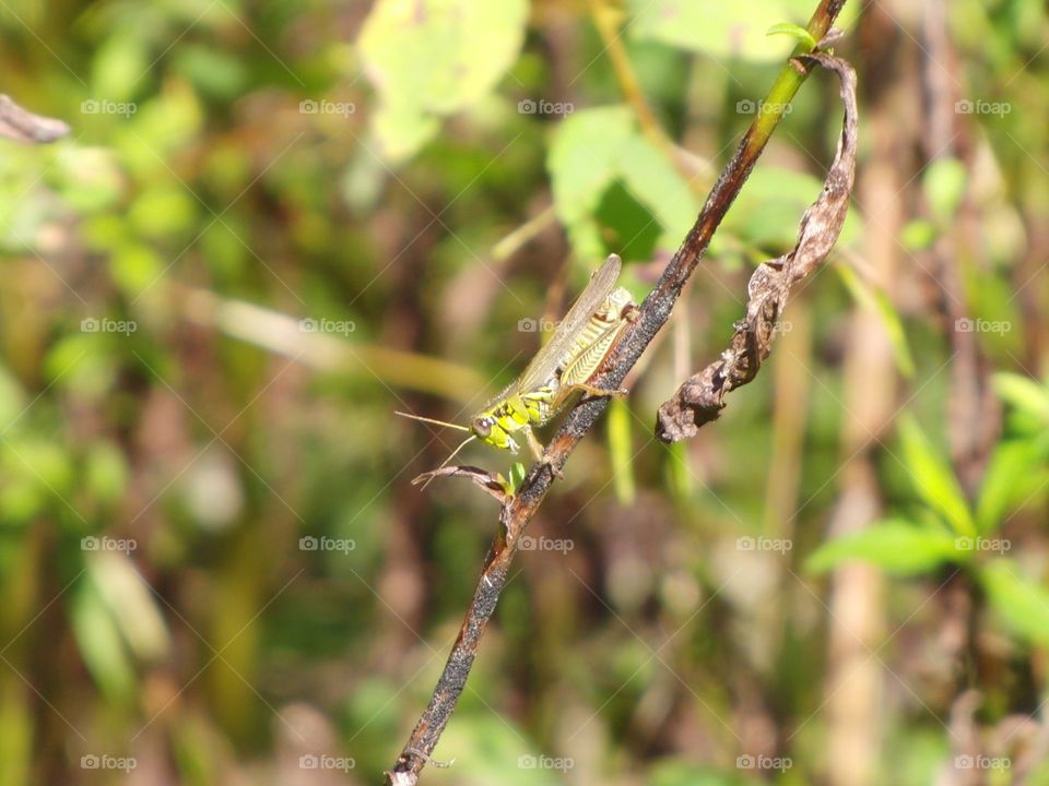 Grasshopper on twig