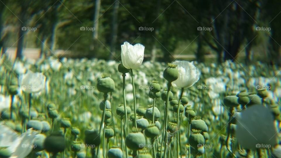 Poppies