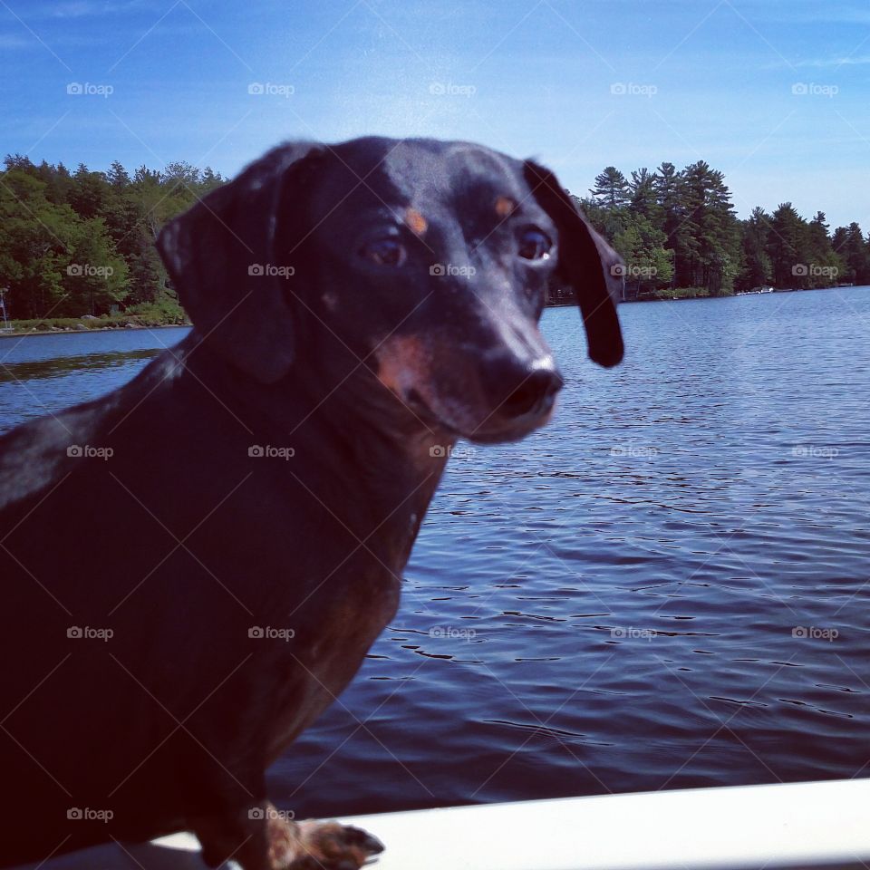 Boating dachshund