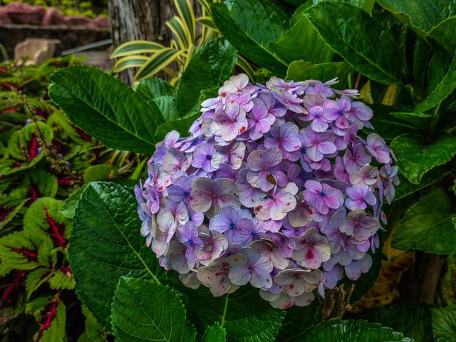 Flowers in summer and autumn.