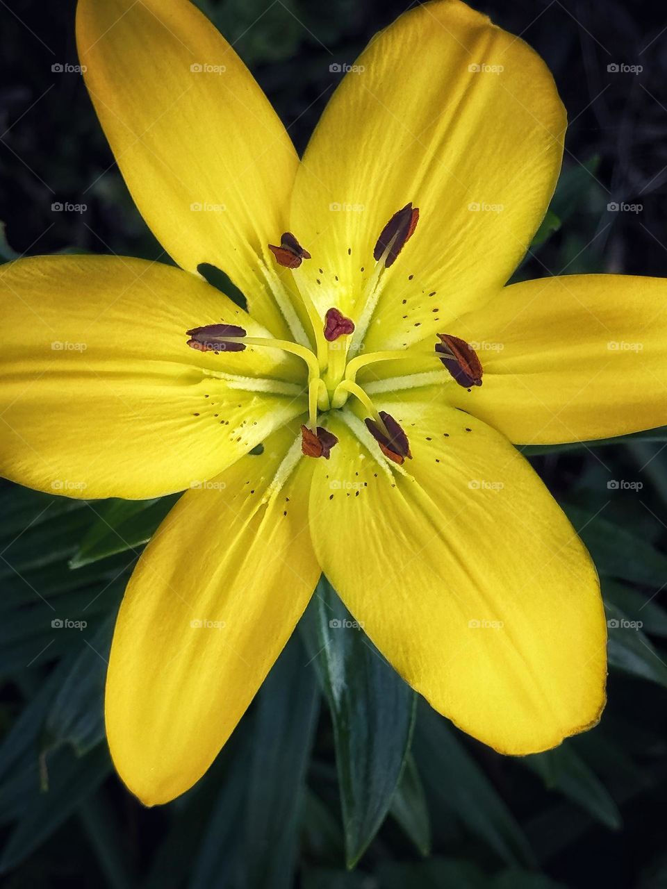 Yellow lily with green leaves 