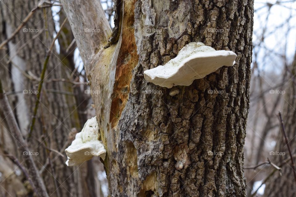 Mushroom on tree trunk