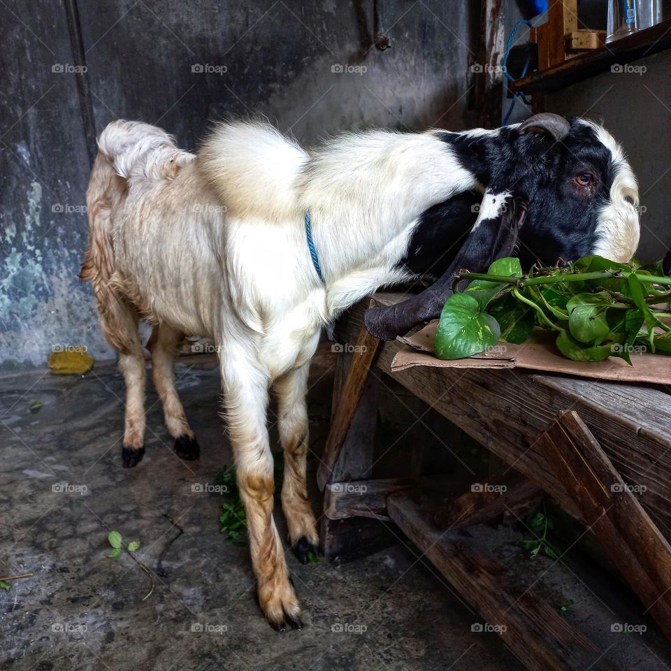 Goats to be slaughtered for sacrifice on Eid al-Adha