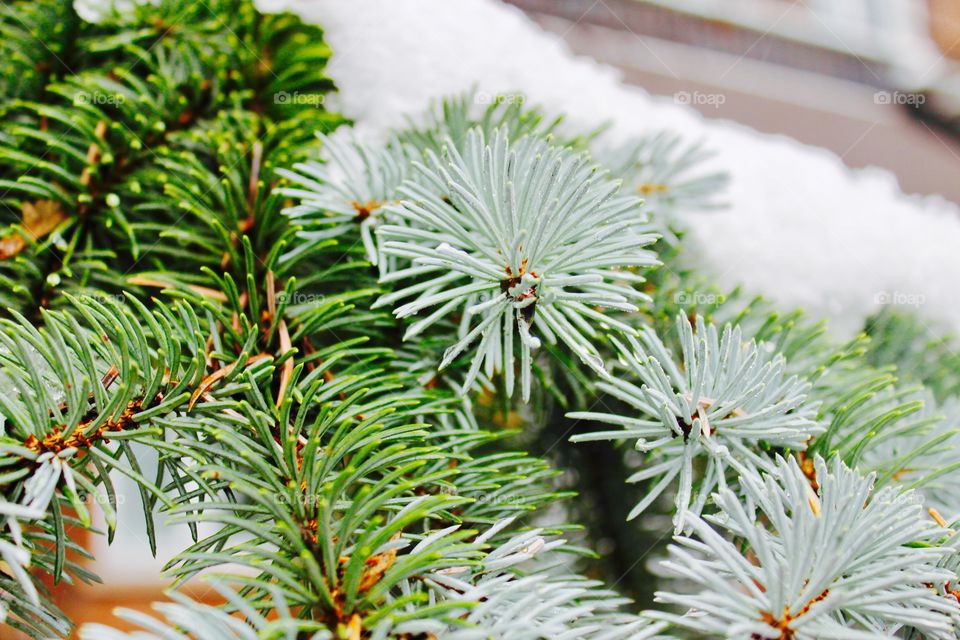 Christmas tree during wintertime snowy day