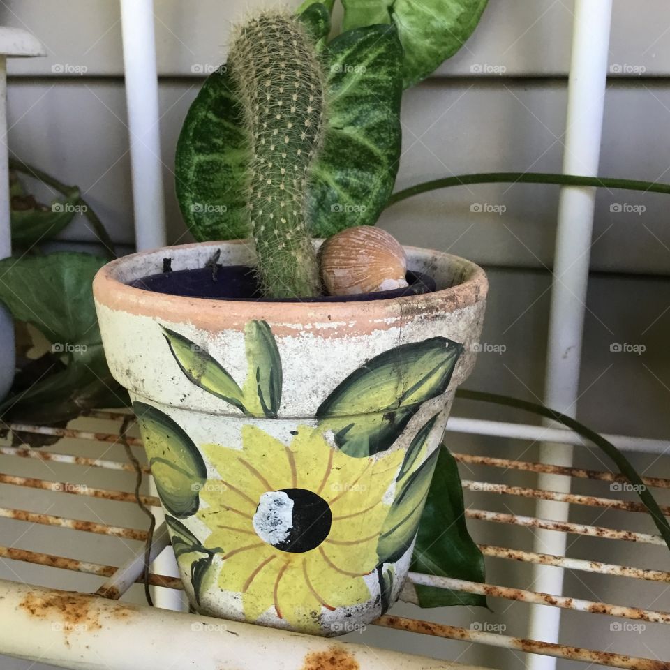 A green, prickle cactus stands tall in a brightly decorated clay pot