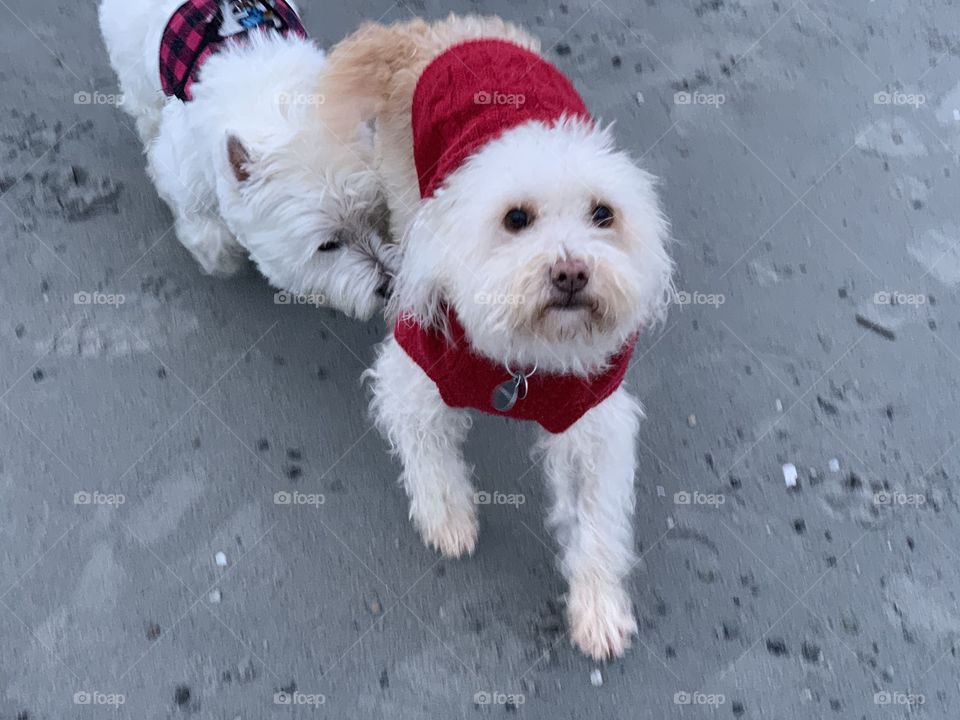 Dogs on Christmas wearing red 