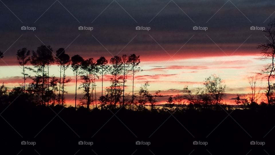 Florida Sunset
Brilliant light through the pine trees