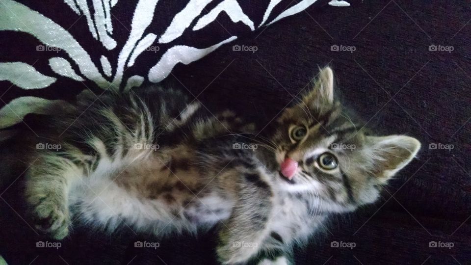 kitten. Caught with his tongue out