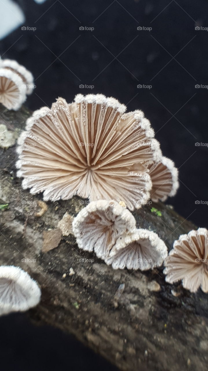 tiny fuzzy mushroom gills
