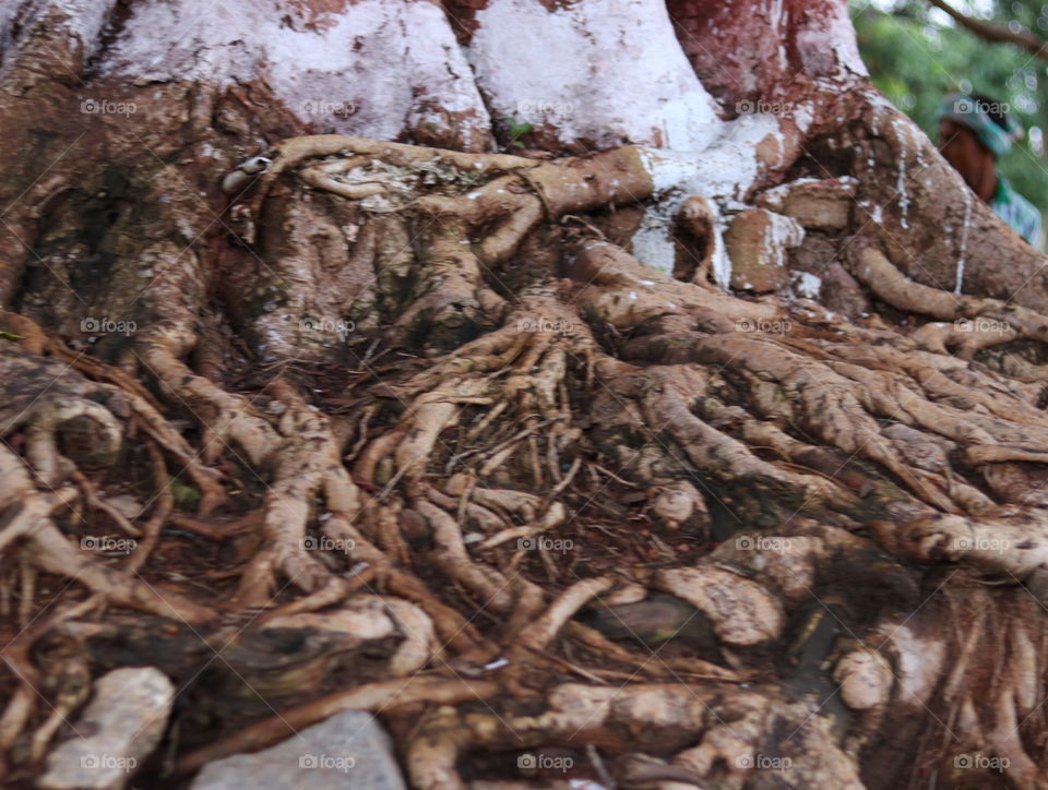 tree roots