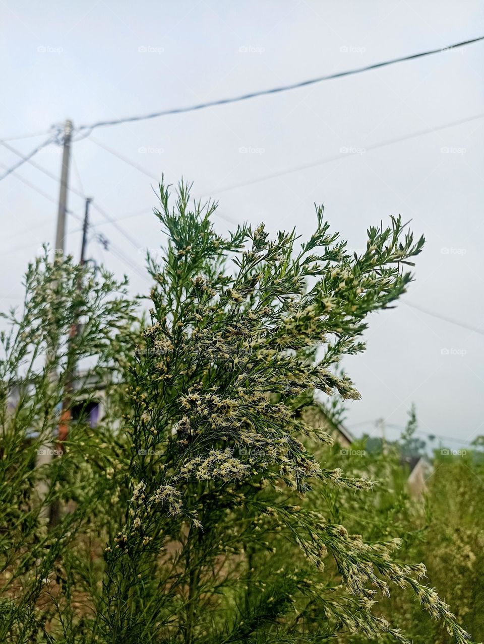 Potrait of a green plant with small flowers growing on its branches. This plant has thin and elongated stems, with dense, needle-shaped leaves in low angle view