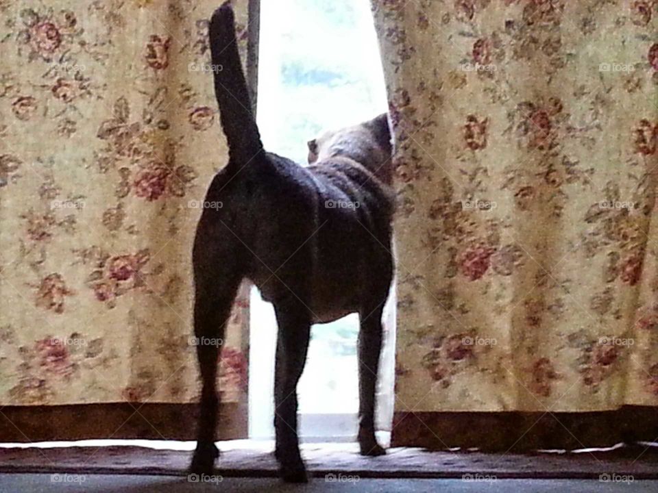 Dog looking through glass door and curtain