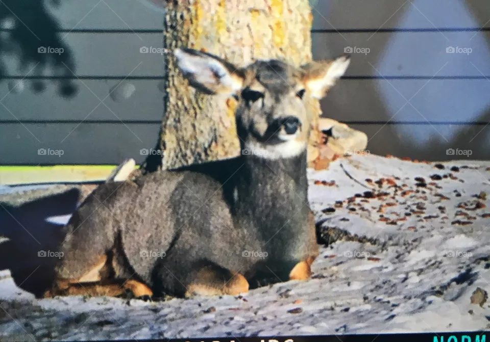 Yard pet