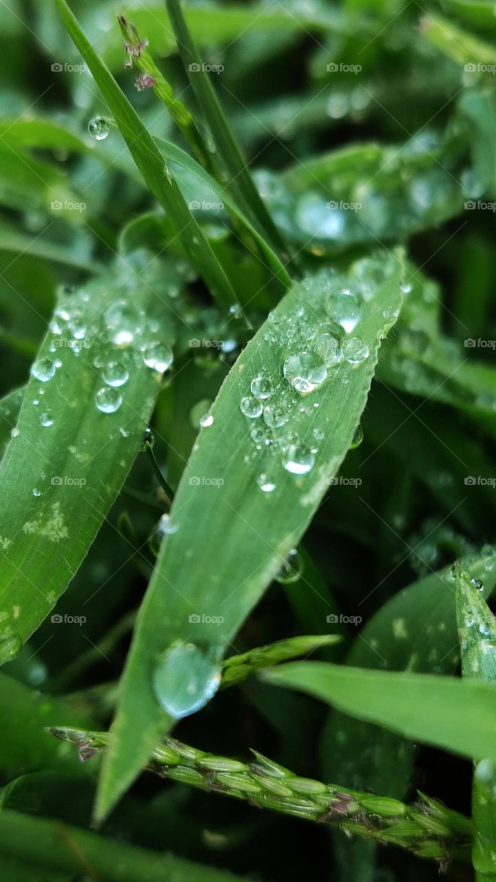 Dew drops