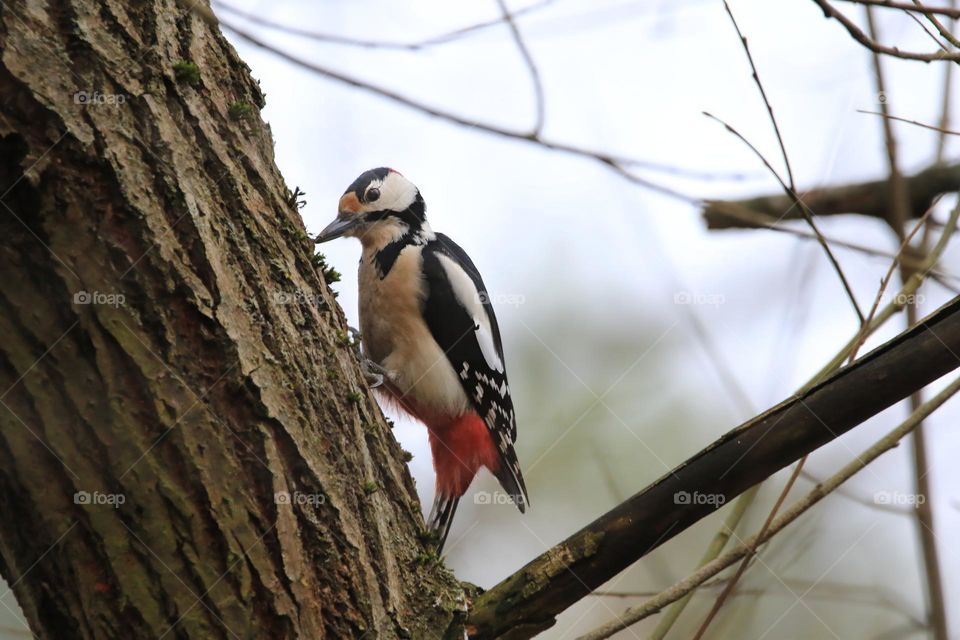 A typical German winter is depicted in this image, with sub-zero temperatures and no snow. The focus is on a woodpecker clinging to a tree. The scene conveys the cold and tranquility of the season.