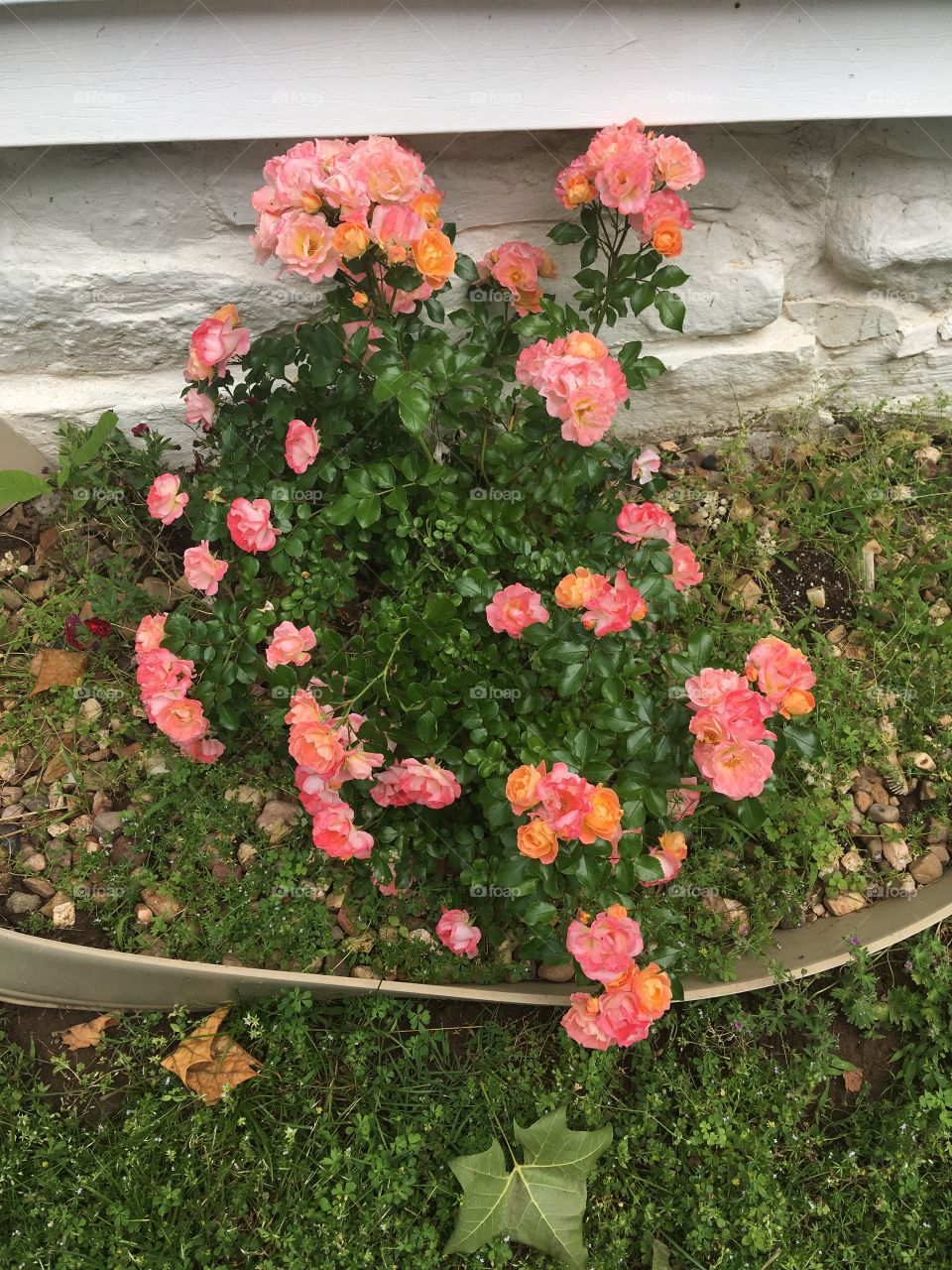 Just one of my favorite flower pictures of the year. One of my rose bushes,loaded.