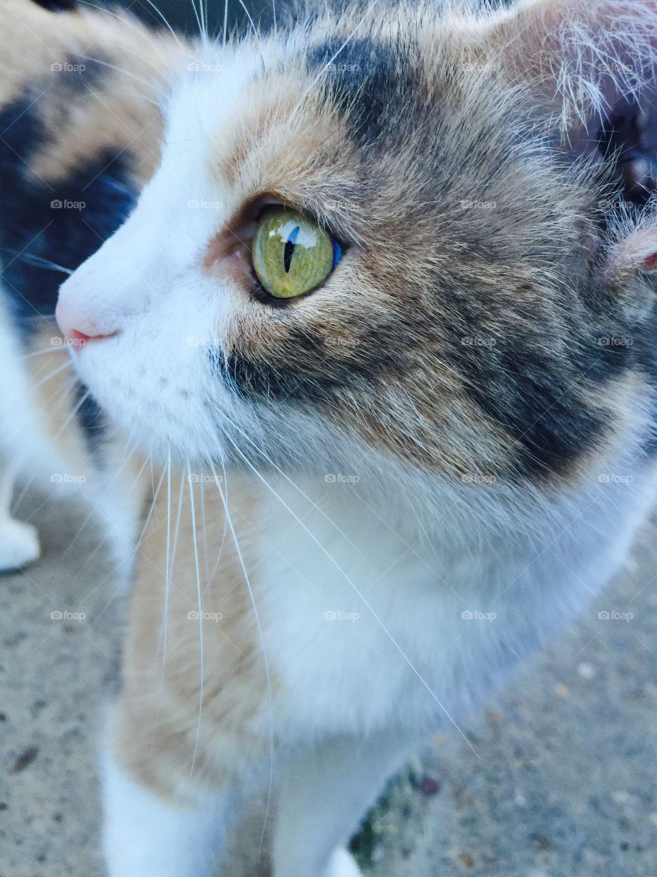 Kat 