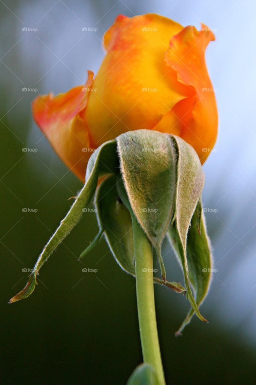 Springtime Rose