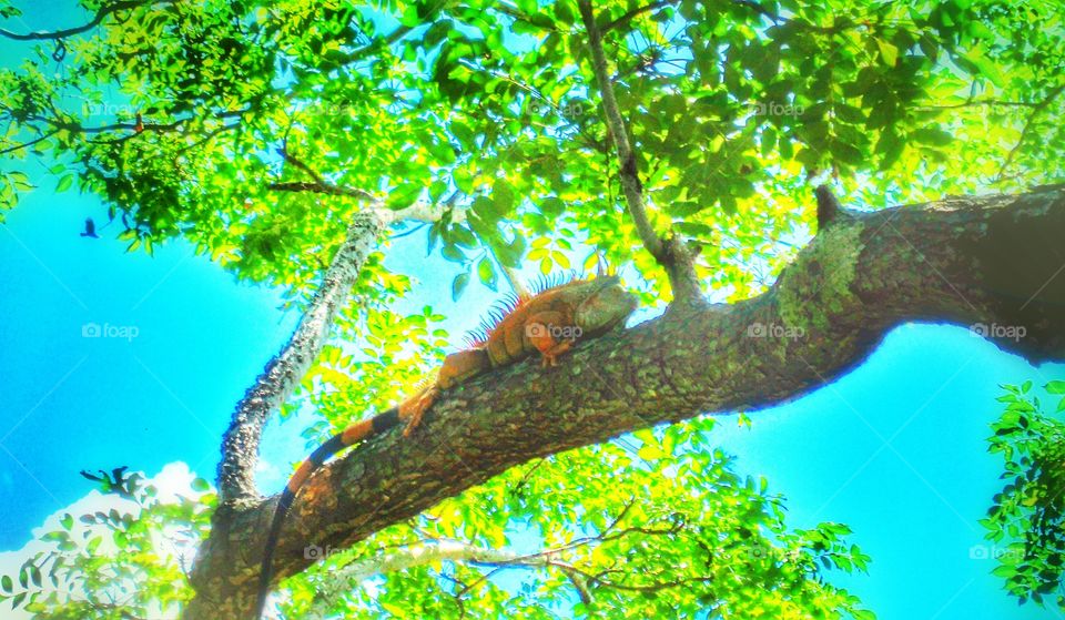Iguana. Iguana in a tree- Roatan, Honduras