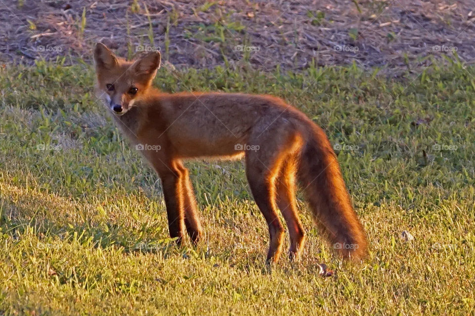 Fox at sunset