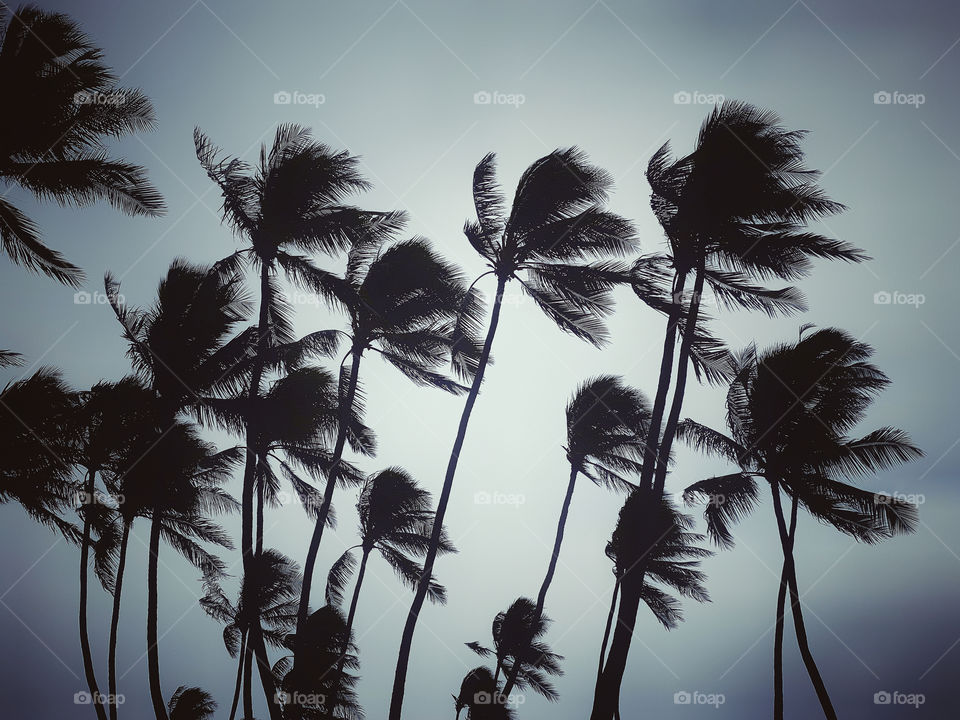 Approaching storm blowing coconut palm trees