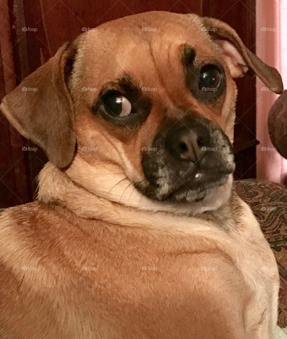Puggle dog