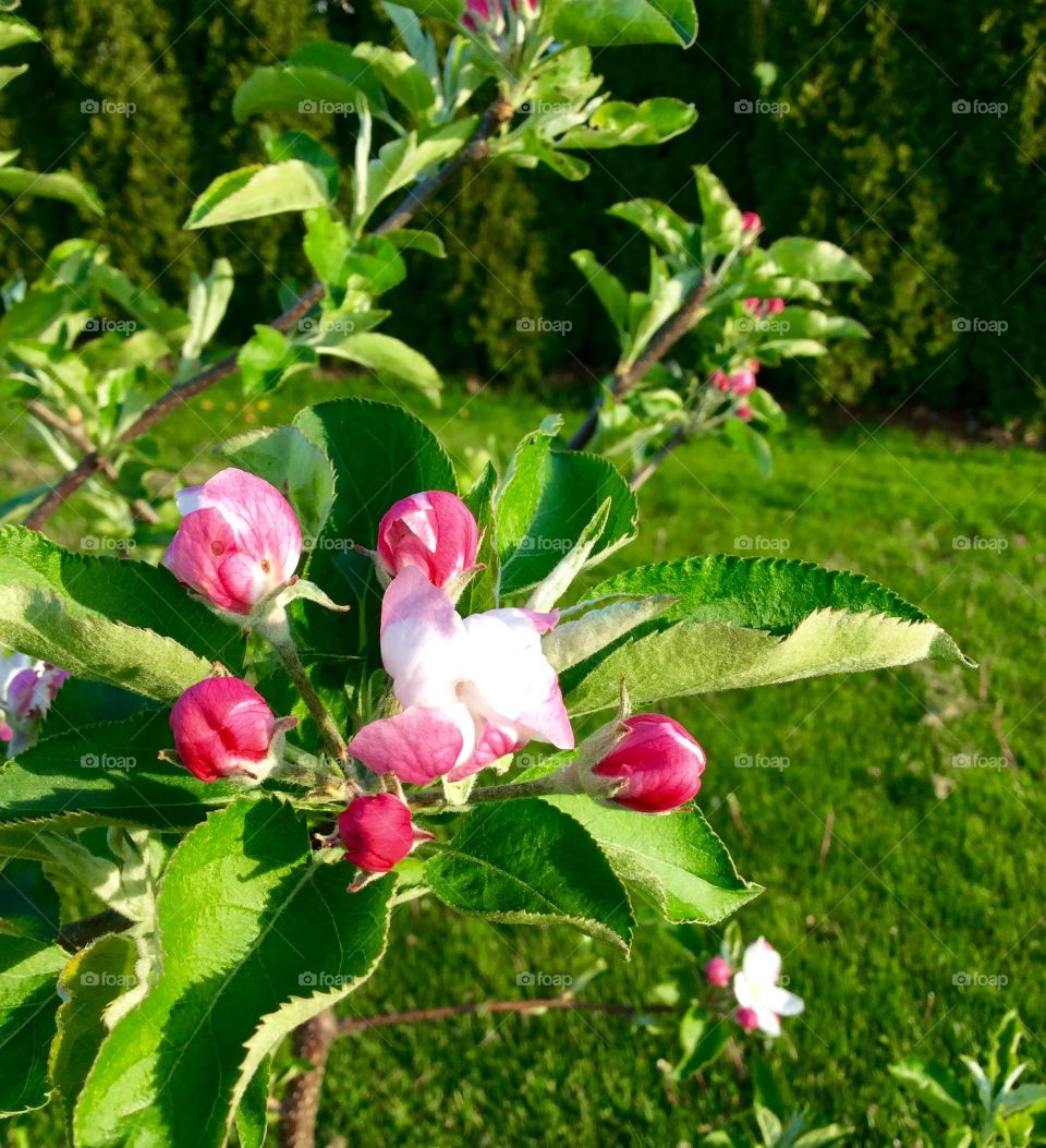 Flower blooming in garden