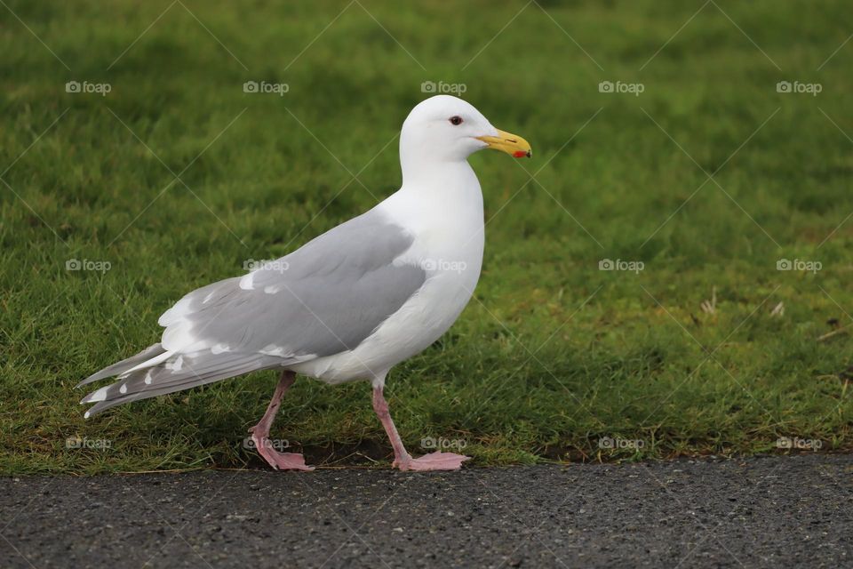 seagull walking 