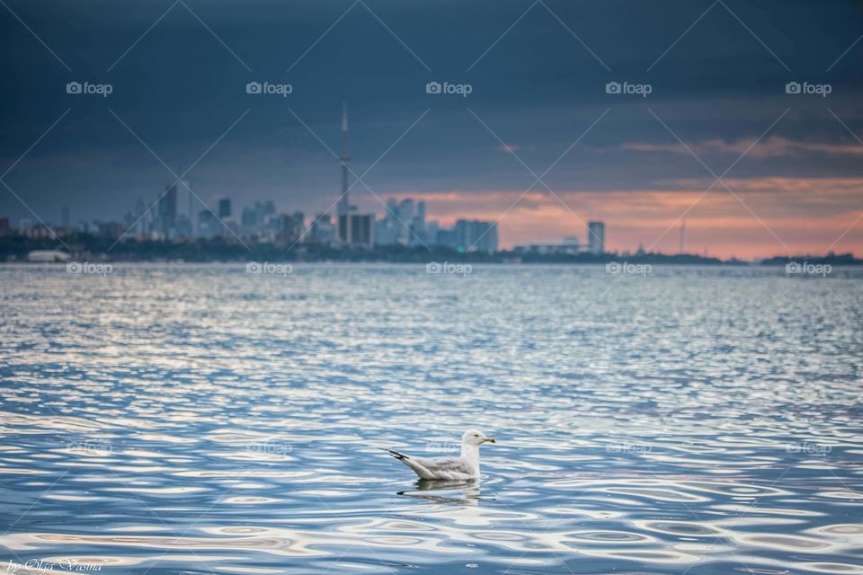 Dramatic dawn on the lake with a seagull on the foreground