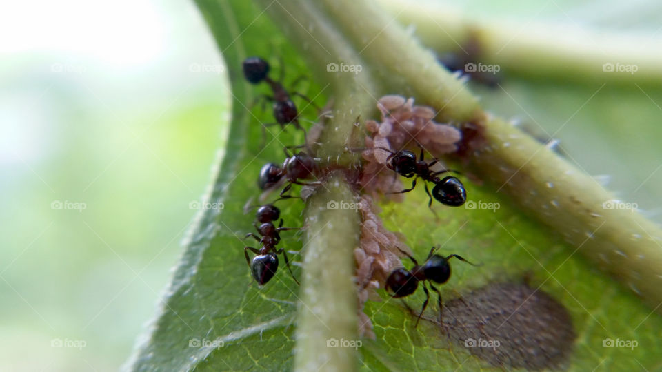 Ants farm and protect various bug nymphs and aphids for the honeydew they produce.  These are their stories.