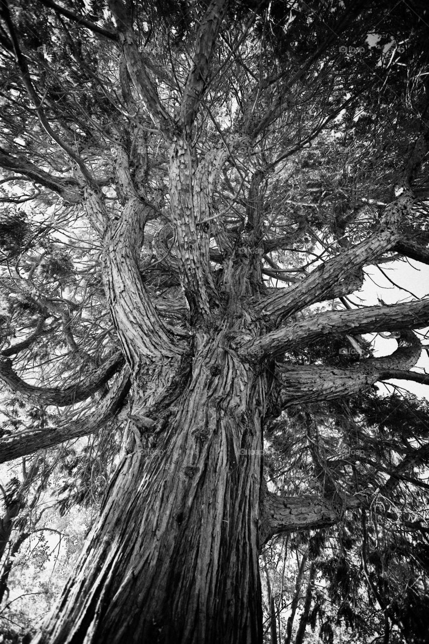 tree branches bark cedar by phat59