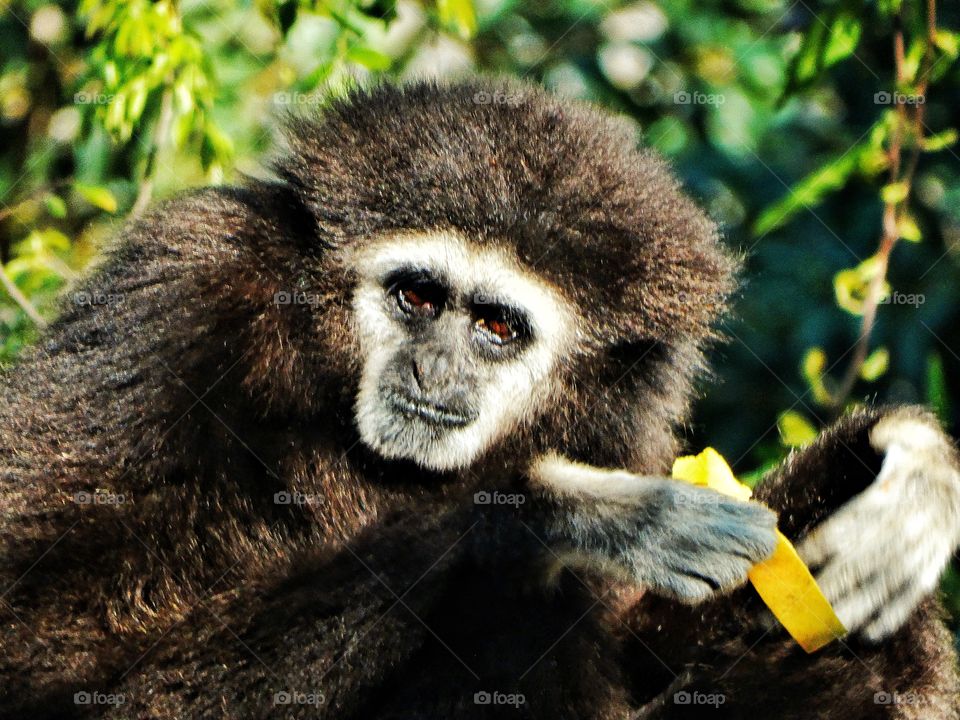 Gibbon In A Tree
